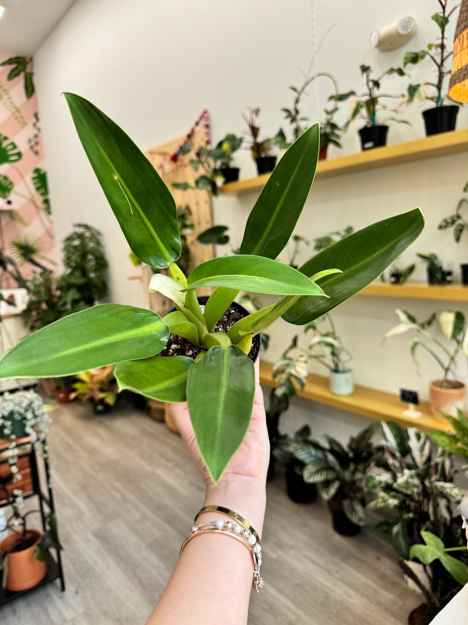 philodendron fat branch Philodendron Fat Boy 4” – Angie's Planties