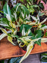 Load image into Gallery viewer, New Hybrid! Mutant Manjula
