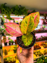 Load image into Gallery viewer, Aglaonema Pink Emerald 4”
