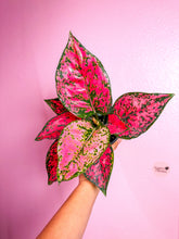 Load image into Gallery viewer, Aglaonema Magenta Kompoon 4”

