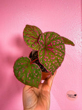 Load image into Gallery viewer, Begonia roseopunctata 4” Terrarium Begonia
