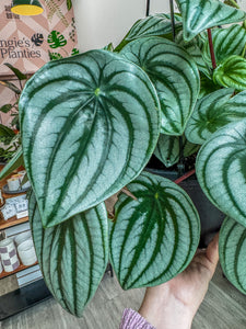 Peperomia Watermelon, Hanging Basket 8”