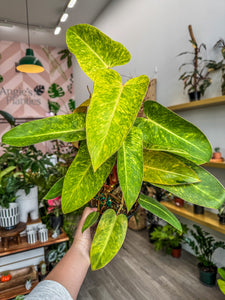 Philodendron Painted Lady Moss Pole