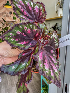 Begonia Rex “ Edna”