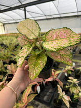 Load image into Gallery viewer, Aglaonema Candy Cotton
