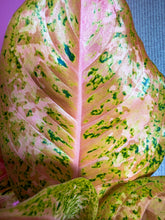 Load image into Gallery viewer, Aglaonema Orange Goldstar 6"
