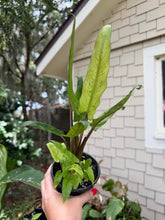 Load image into Gallery viewer, Alocasia Lautherbachiana Mint 4”
