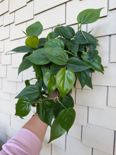 Load image into Gallery viewer, Philodendron Cordatum “Heart Leaf Philodendron” 6”
