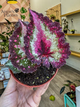 Load image into Gallery viewer, 4&quot; Begonia Rex “ Harmony’s First Kiss”
