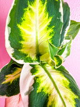 Load image into Gallery viewer, Diaffenbachia Moonlight, 4”

