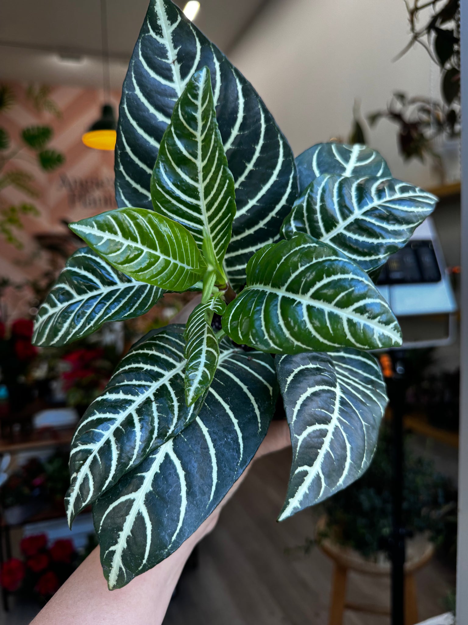 zebra plant indoor or outdoor Aphelandra Dania (Zebra Plant) – Angie's Planties