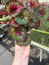 Load image into Gallery viewer, Begonia “Harmony’s Ruby Eclipse”, 4"
