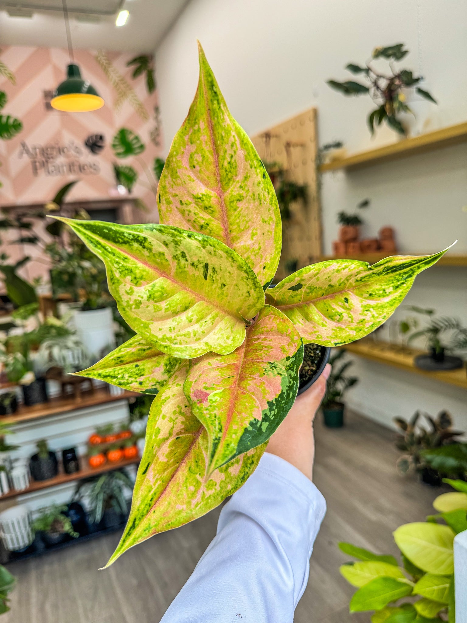 aglaonema yellow Aglaonema 'Light of Diamond'
