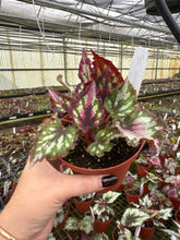 Load image into Gallery viewer, Begonia Harmony red star
