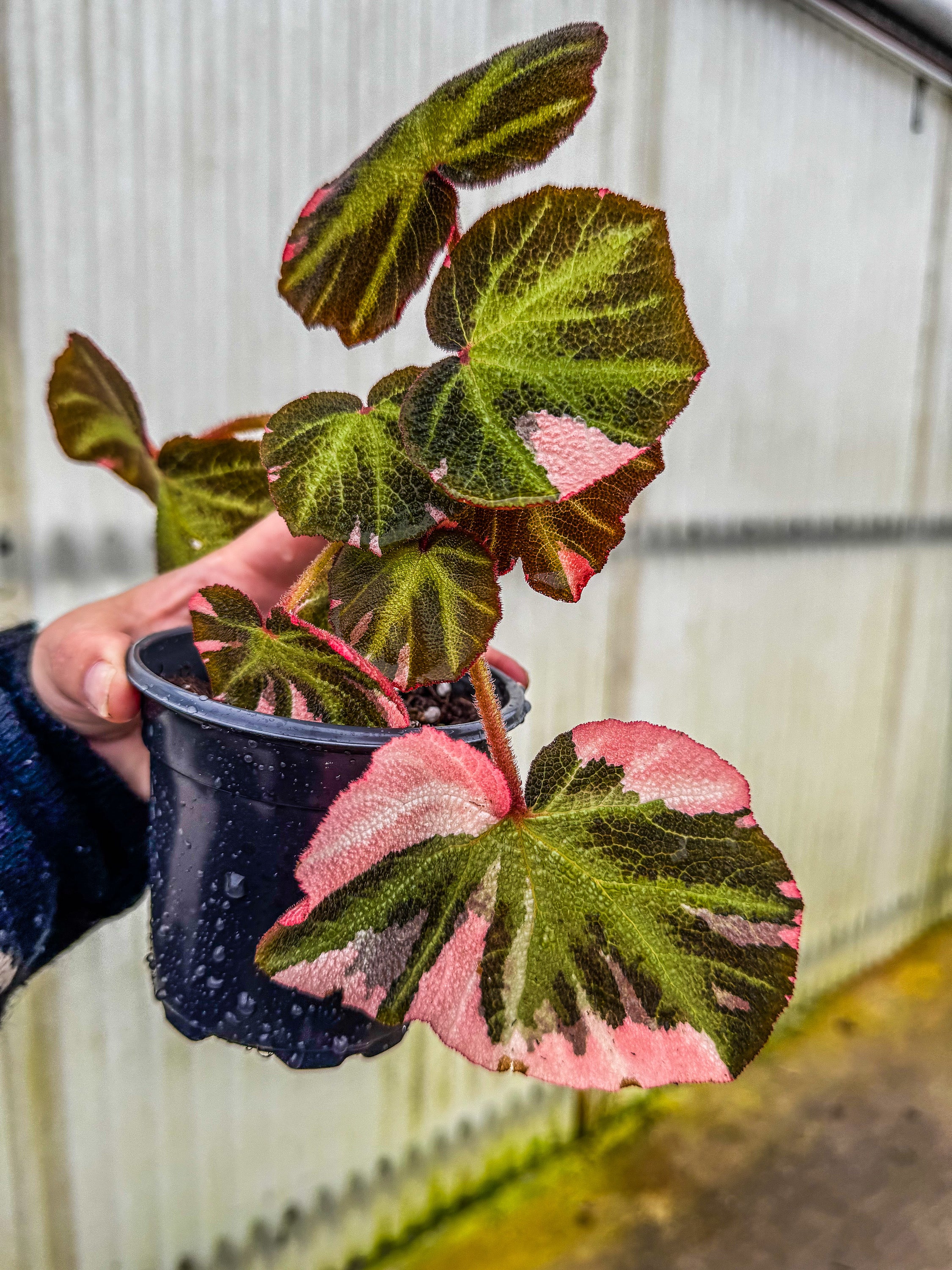 Begonia soli mutata Variegated/ベゴニア ピンク③ Begonia Soli Mutata Varigated – Angie's Planties