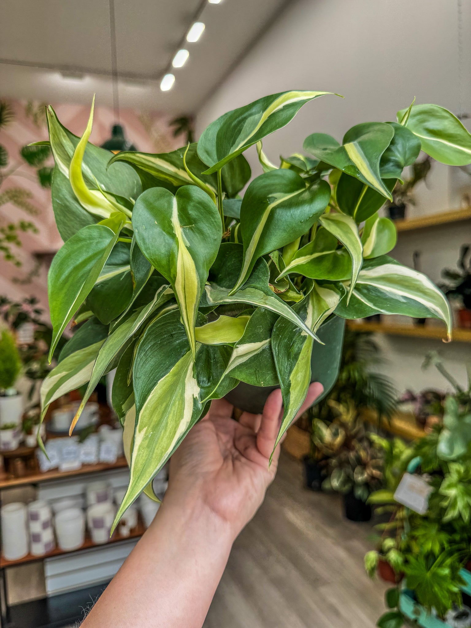 philodendron silver arrow Philodendron 'Silver Stripe'