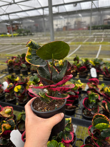 Rose Croton “Thai”