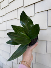 Load image into Gallery viewer, Scindapsus Trebulli Dark Form 4”
