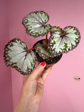 Load image into Gallery viewer, Begonia “Harmony’s Picasso ”, 4" Rare Find
