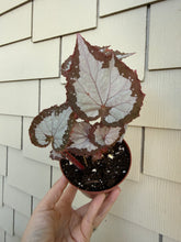 Load image into Gallery viewer, Begonia “Winter Twilight ”, 4"
