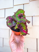 Load image into Gallery viewer, Begonia “Harmony’s Witch’s Cloak”, 4inch pot
