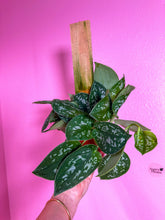 Load image into Gallery viewer, Scindapsus Silvery Ann TP 4”
