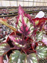 Load image into Gallery viewer, Begonia Harmony red star
