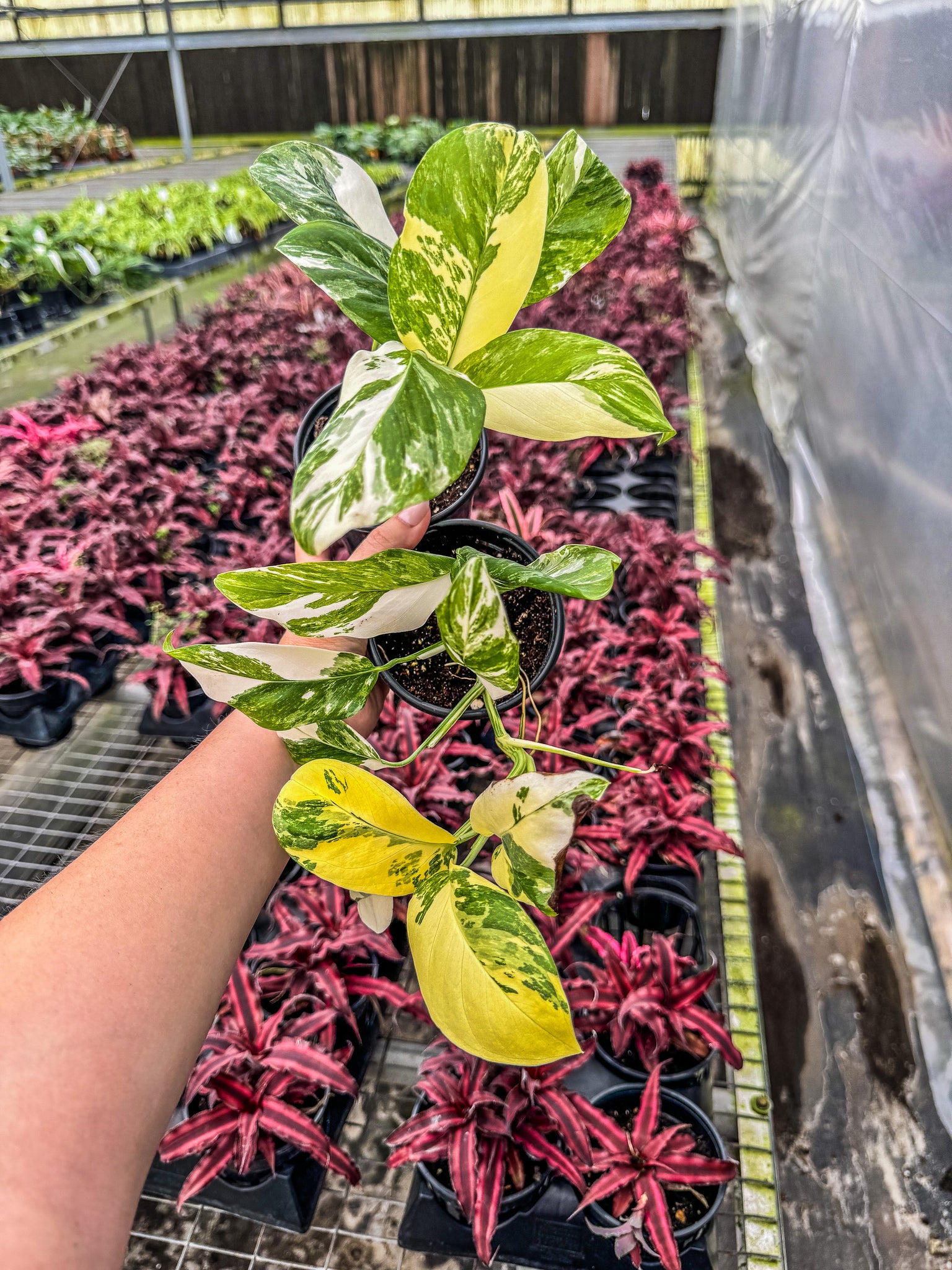 variegated monstera pink Monstera lechleriana variegated – Angie's Planties