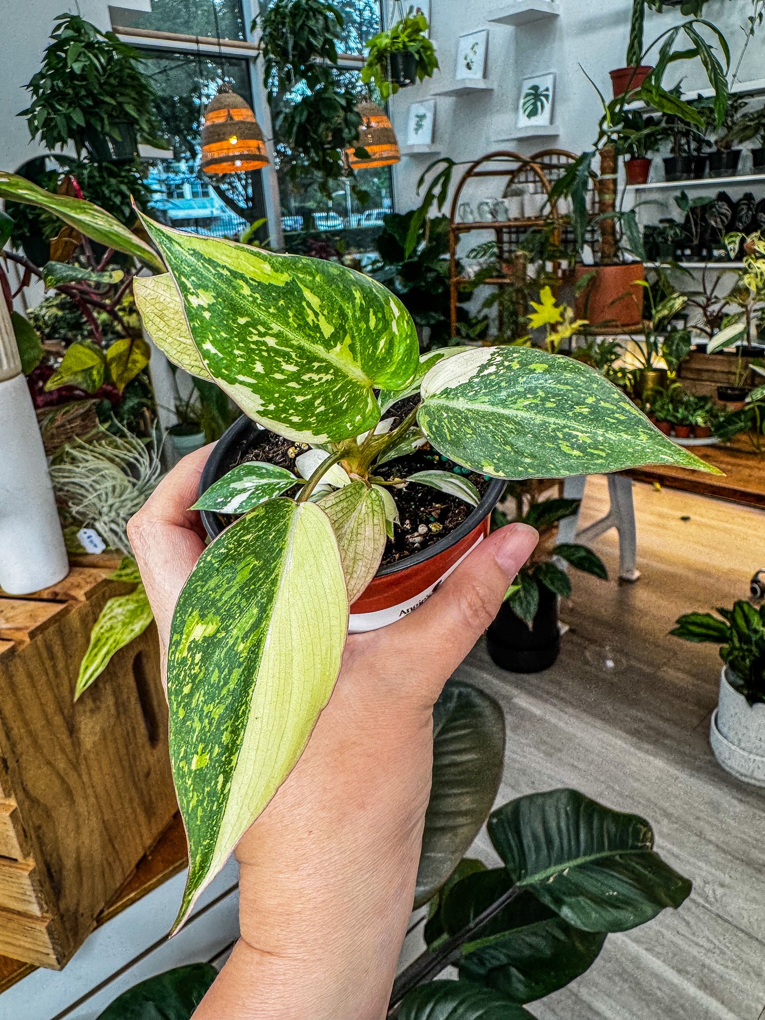 philodendron g Philodendron Gloriosum Galaxy – Angie's Planties