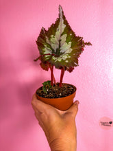 Load image into Gallery viewer, Begonia H Medusa
