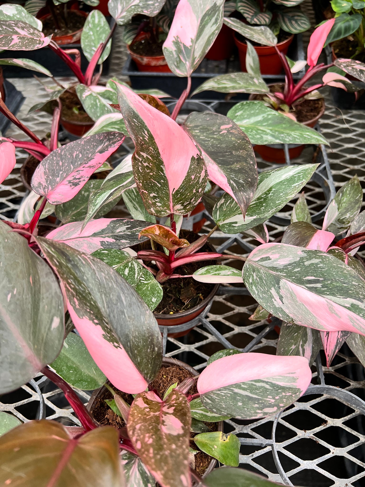 philodendron pink princess vs marble Philodendron Pink Princess Marbled – Angie's Planties