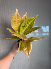 Load image into Gallery viewer, Aglaonema Mulan 4”
