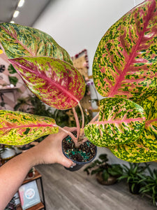 Aglaonema Mahasetti, 4” Plant