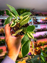 Load image into Gallery viewer, Hoya Polyneura Var 3”
