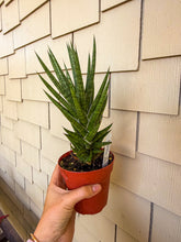 Load image into Gallery viewer, Sansevieria Francisii 4”
