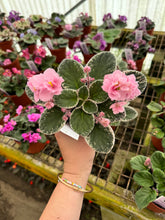 Load image into Gallery viewer, 4&quot;  African Violet &quot;Mindi Brooke&quot;
