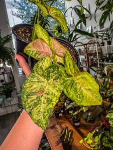 Syngonium Confetti Tricolor