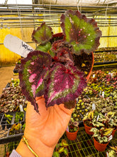 Load image into Gallery viewer, Begonia Harmony’s love potion
