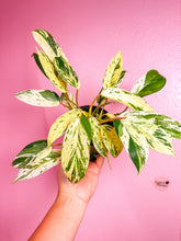 Load image into Gallery viewer, Philodendron Emerald King 4”

