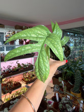 Load image into Gallery viewer, Amydrium Silver “Spiderman monstera”
