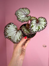 Load image into Gallery viewer, Begonia “Harmony’s Picasso ”, 4" Rare Find
