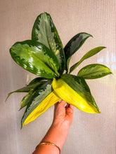 Load image into Gallery viewer, Aglaonema Surnabhumi exact plant 4”
