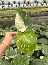 Load image into Gallery viewer, Monstera Thai Constellation 4”
