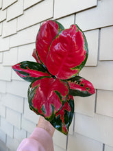 Load image into Gallery viewer, Aglaonema Eastern Red , 4"
