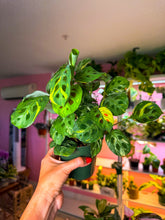 Load image into Gallery viewer, Maranta Beauty Kim / Variegated Maranta 4”

