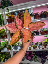 Load image into Gallery viewer, Aglaonema Pink Diamond
