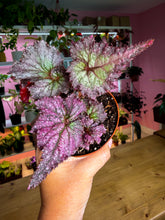 Load image into Gallery viewer, 4” Begonia Rex Harmony’s Pink Radiance
