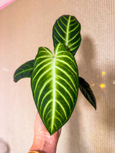 Load image into Gallery viewer, Xanthosoma Lundenii 4”
