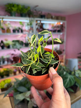 Load image into Gallery viewer, Hoya bella outer variegated 4”
