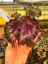 Load image into Gallery viewer, Begonia Harmony’s love potion
